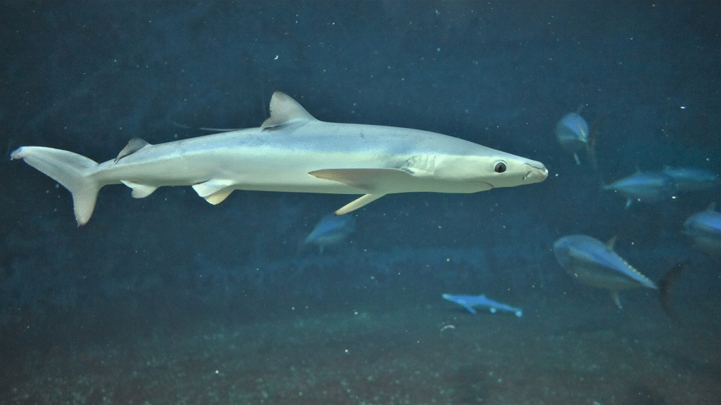 Ryklių rūšys: kūjagalvis, silkinis, mėlynasis ir kiti rykliai