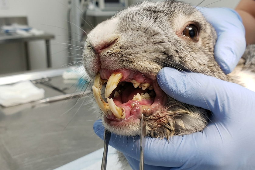 Triušių ligos: kaip atpažinti ir gydyti dažniausias problemas