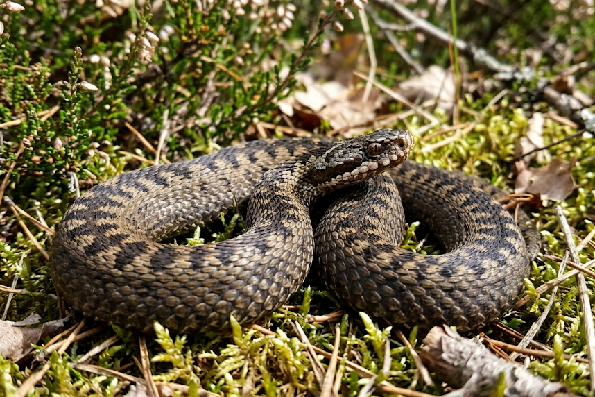 Gyvatės Lietuvoje: rūšys, ar jos nuodingos ir kaip atpažinti
