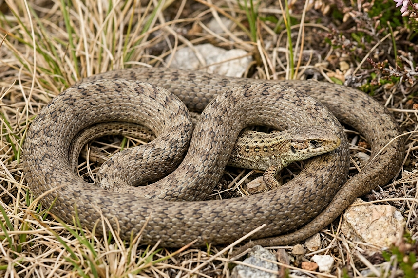 Gyvatės Lietuvoje: rūšys, ar jos nuodingos ir kaip atpažinti