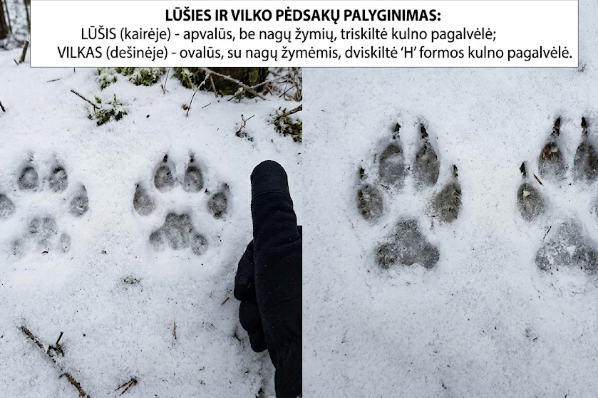 Lūšies pėdsakai: kaip atpažinti ir atskirti nuo vilko ar šuns?