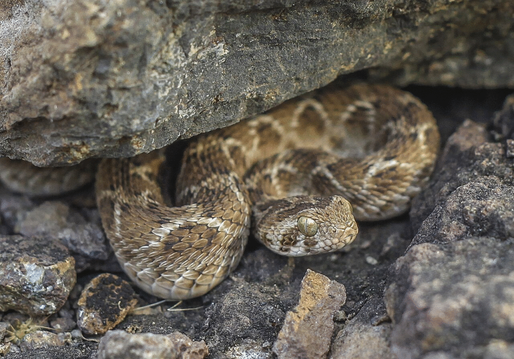 Pavojingiausios ir nuodingiausios gyvatės: kur jos gyvena ir kuo pavojingos