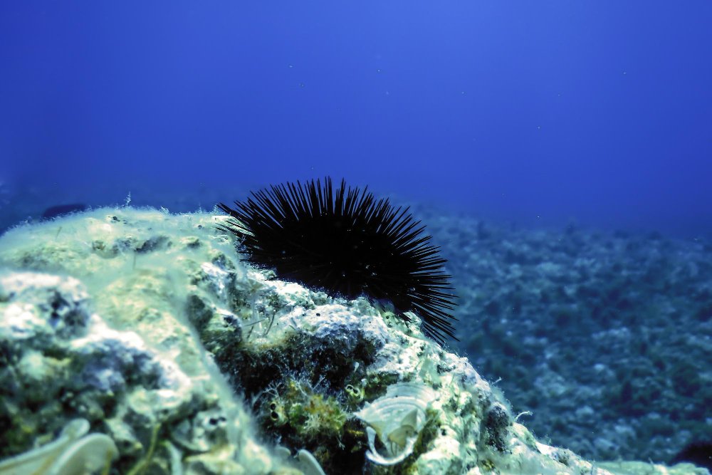 Ar jūrų ežiai pavojingi žmogui