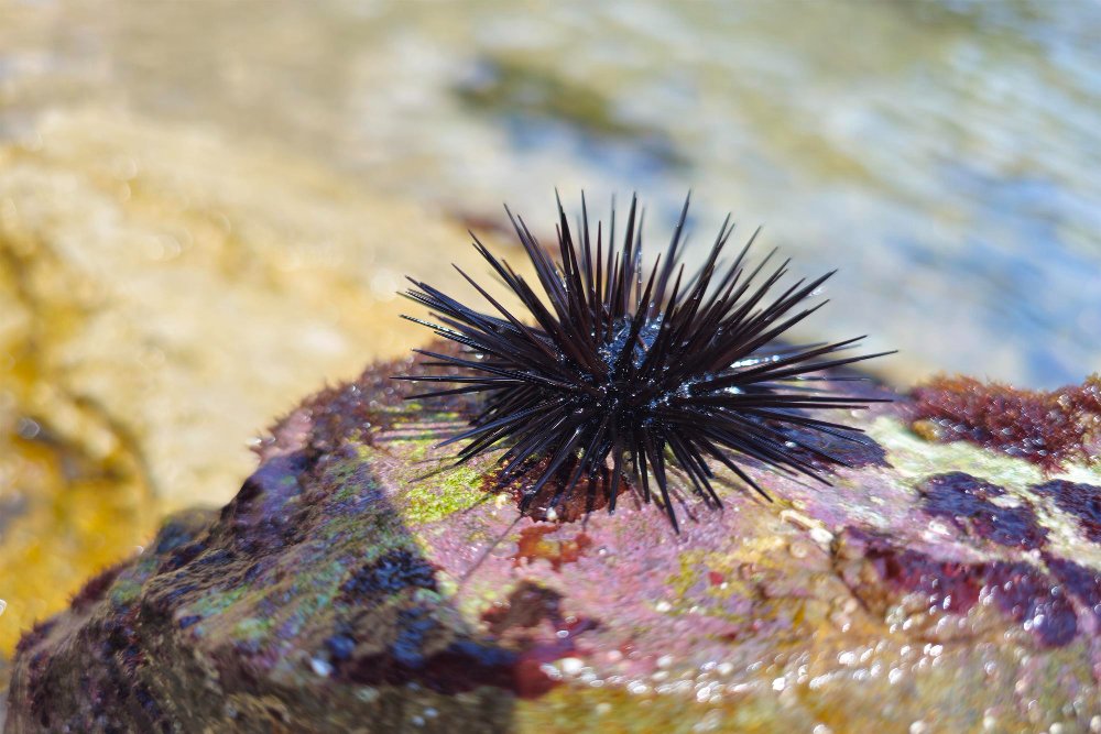 Kur gyvena jūrų ežiai