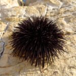 Jūrų ežiai: kas tai per gyvūnai ir kuo jie skiriasi nuo sausumos ežių