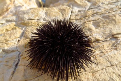 Jūrų ežiai: kas tai per gyvūnai ir kuo jie skiriasi nuo sausumos ežių