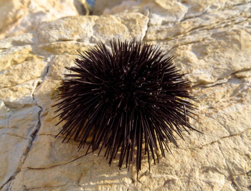 Jūrų ežiai: kas tai per gyvūnai ir kuo jie skiriasi nuo sausumos ežių