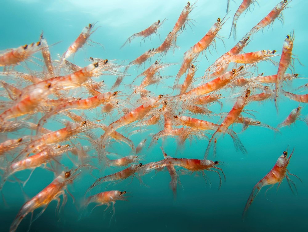 Ką tiksliai valgo skirtingi banginiai