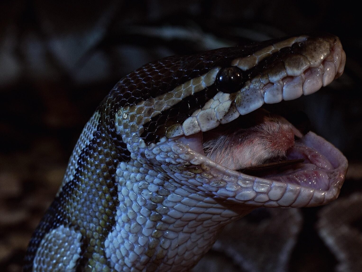 Naminės gyvatės: ramus augintinis, reikalaujantis supratimo