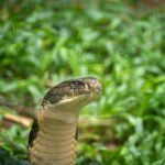 Karališkoji kobra – labai nuodinga gyvatė ir jos išskirtinės savybės