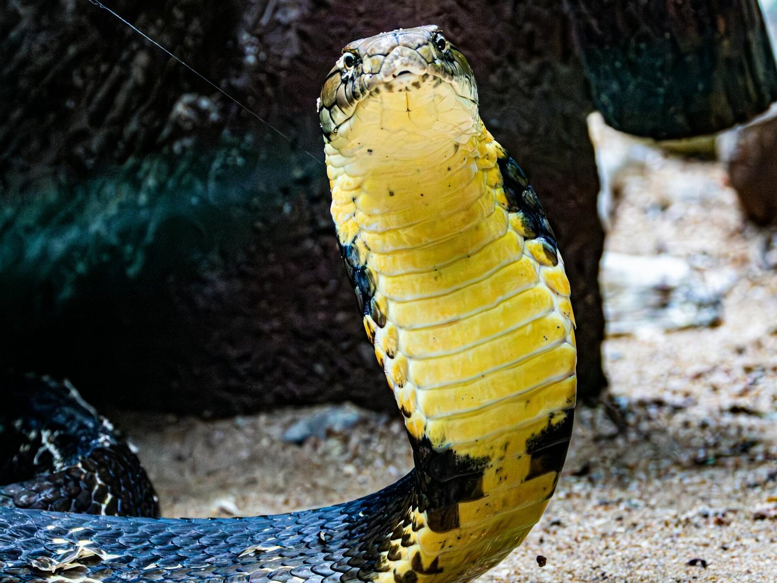 Išvaizda ir atpažinimo bruožai