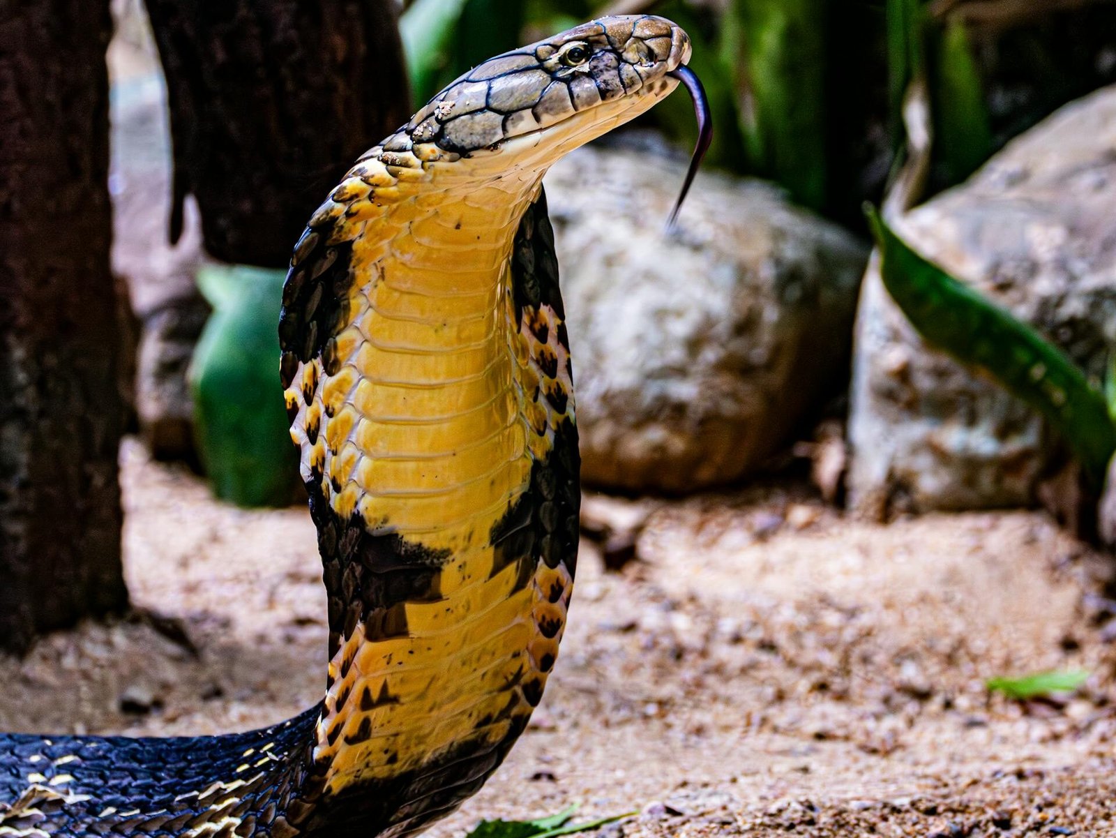 Ką svarbiausia žinoti apie karališkąją kobrą