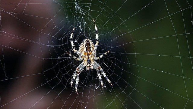 Kur dažniausiai galima sutikti kryžiuotį