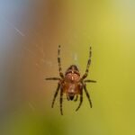 Kryžiuotis ir kiti dažni vorai: ar jie pavojingi?