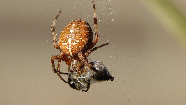 Vorų įkandimai: simptomai ir reali rizika