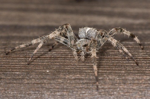 Ar kryžiuotis pavojingas žmogui