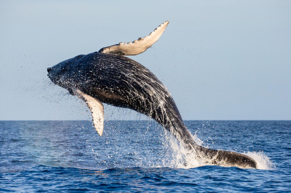 Kaip auga kuprotojo banginio jaunikliai