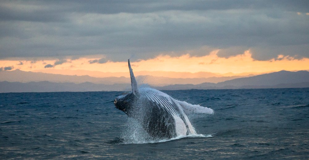 Kiek gyvena kuprotieji banginiai ir kas jiems kelia pavojų