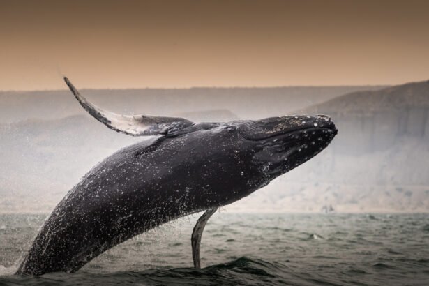 Kuprotasis banginis: išskirtinis elgesys ir migracija