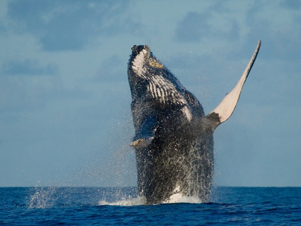 Kuprotasis banginis: kodėl jis laikomas vienu įspūdingiausių banginių