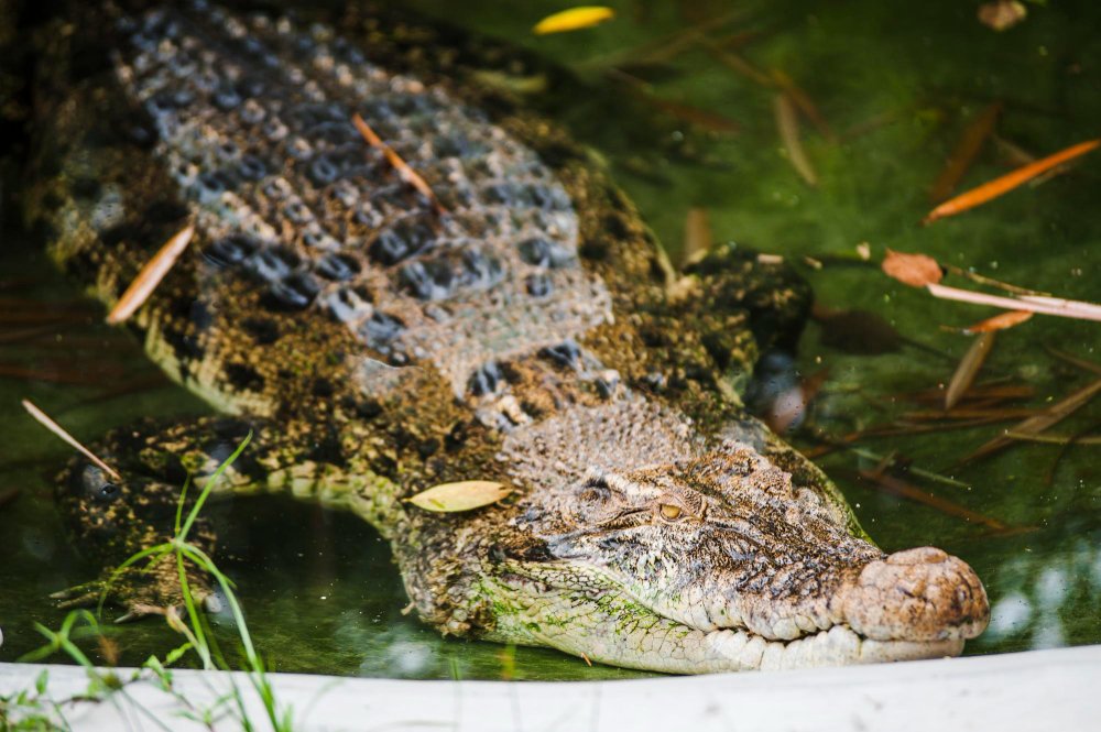 Ką svarbiausia žinoti apie krokodilus