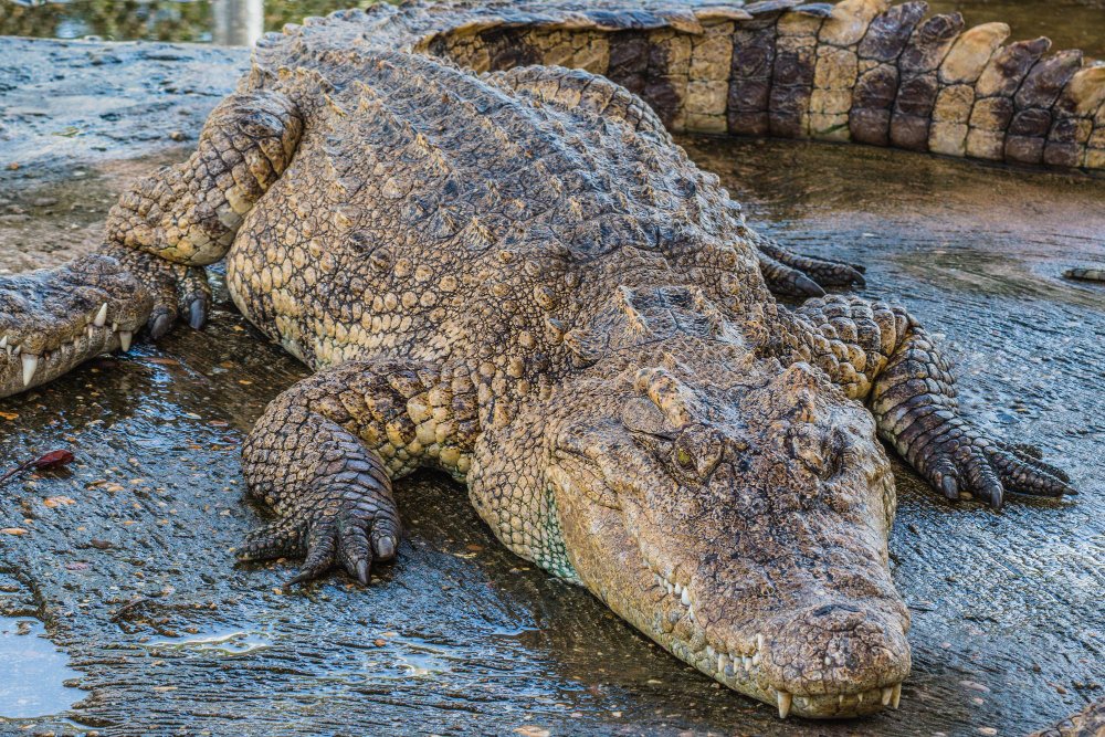 Krokodilų paplitimas pasaulyje