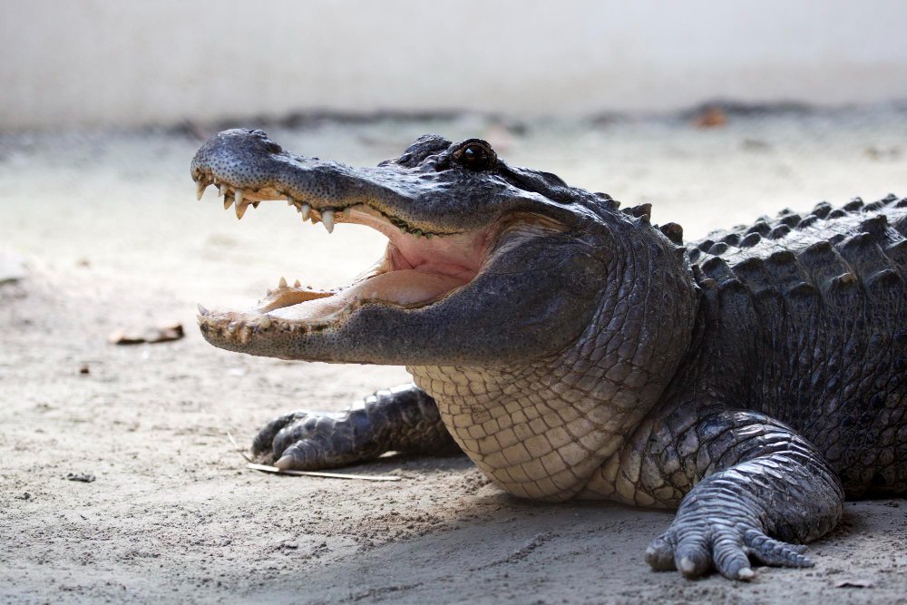 Ar jūroje būna krokodilų