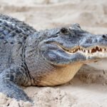 Kur gyvena krokodilai: ar jų yra jūrose ir Lietuvoje?