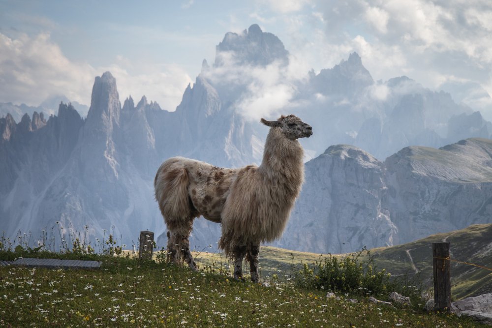 Kur gyvena lama Andų kalnuose
