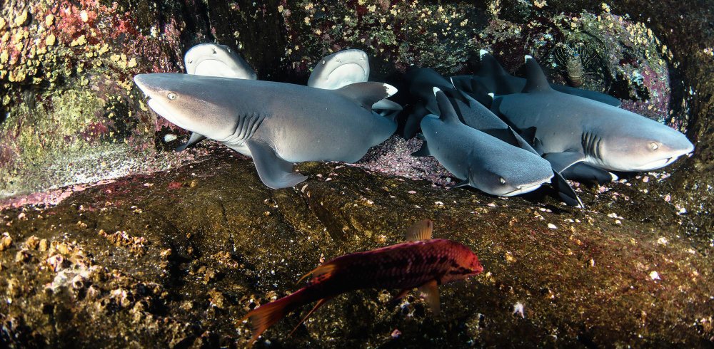 Kokie rykliai gali pasirodyti Baltijos jūroje