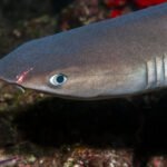 Ar Lietuvoje yra ryklių: Baltijos jūra ir pavojai