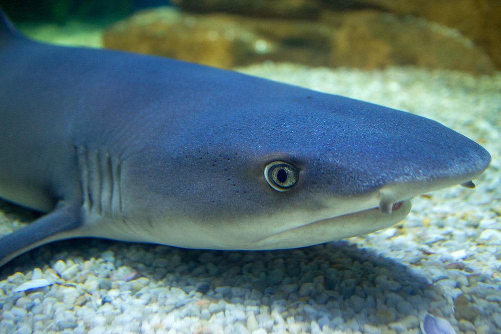 Ar rykliai pavojingi Lietuvoje