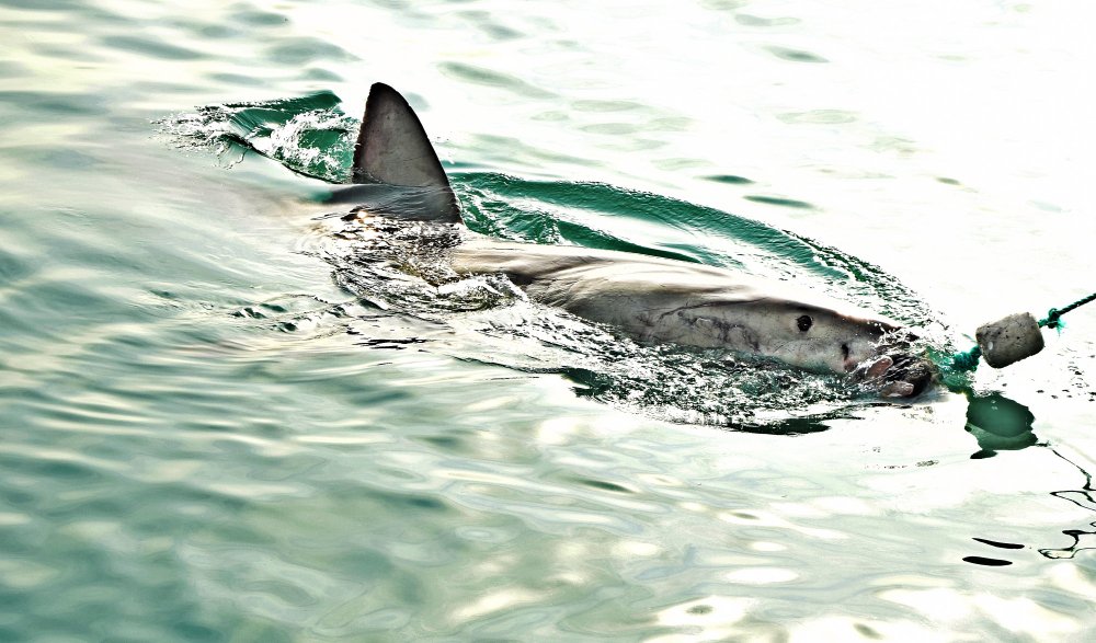 Kodėl vis dar bijoma ryklių