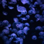 Medūzos: kas tai per gyvūnas, rūšys ir įdomūs faktai