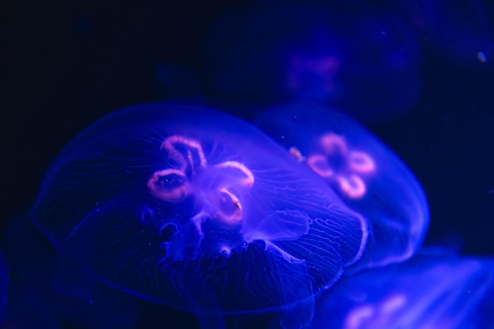 Medūzų vaidmuo ekosistemoje