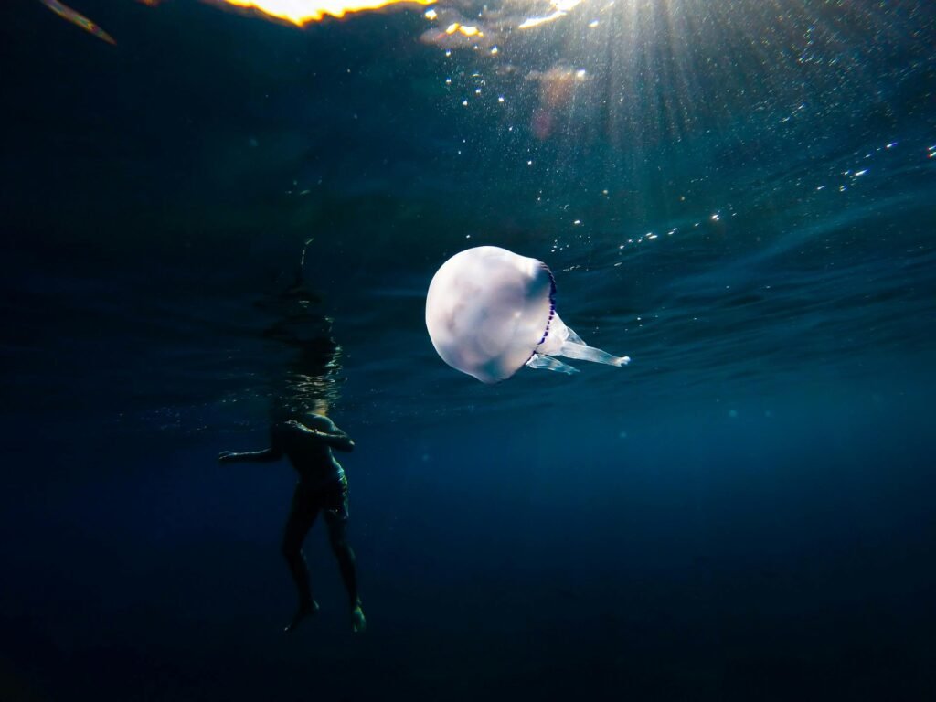 Kaip apsisaugoti nuo medūzų įgėlimo