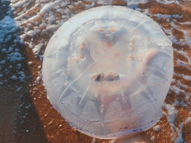 Kada medūzos įgėlimas pavojingas