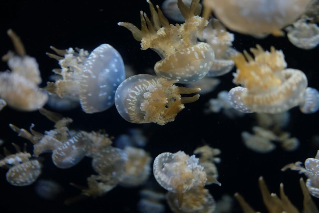 Pagrindiniai simptomai po įgėlimo