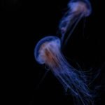 Medūzos įkandimas (įgėlimas): simptomai, pavojai ir ką daryti