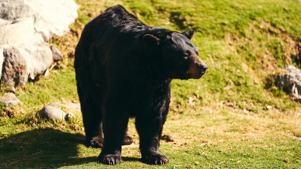 Ar egzistuoja realūs skirtumai tarp skirtingų lokių rūšių