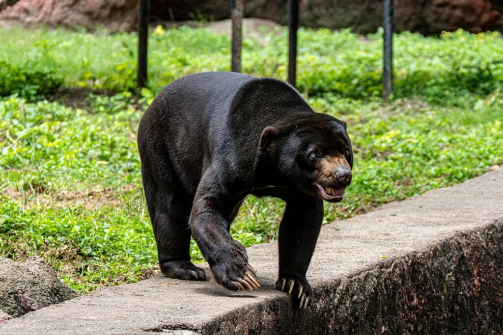 Meška ar lokys: ką iš tikrųjų svarbiausia suprasti