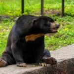 Kuo skiriasi meška nuo lokio: ar tai tas pats gyvūnas?