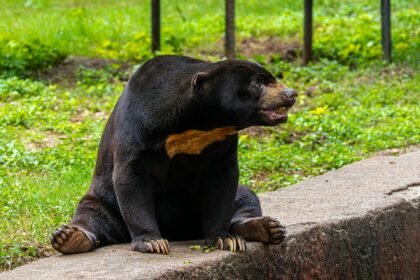Kuo skiriasi meška nuo lokio: ar tai tas pats gyvūnas?