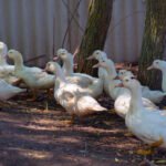 Naminė žąsis: veislės, auginimas ir priežiūra