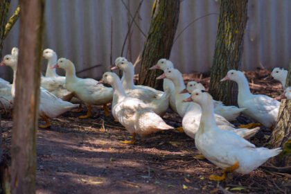 Naminė žąsis: veislės, auginimas ir priežiūra