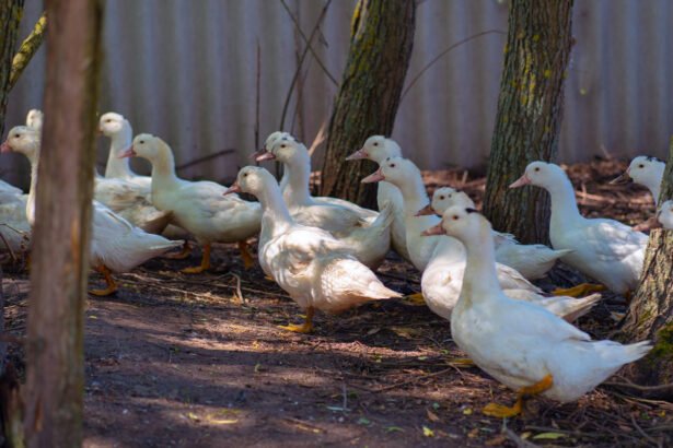 Naminė žąsis: veislės, auginimas ir priežiūra