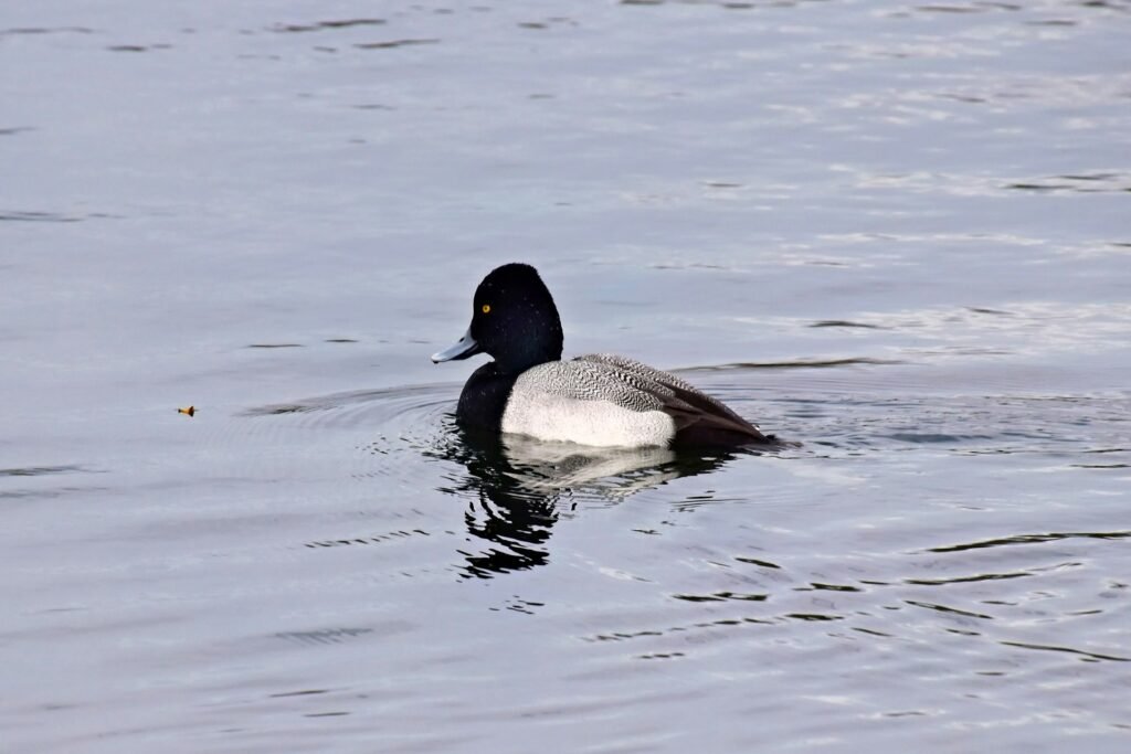Nardančiųjų ančių rūšys