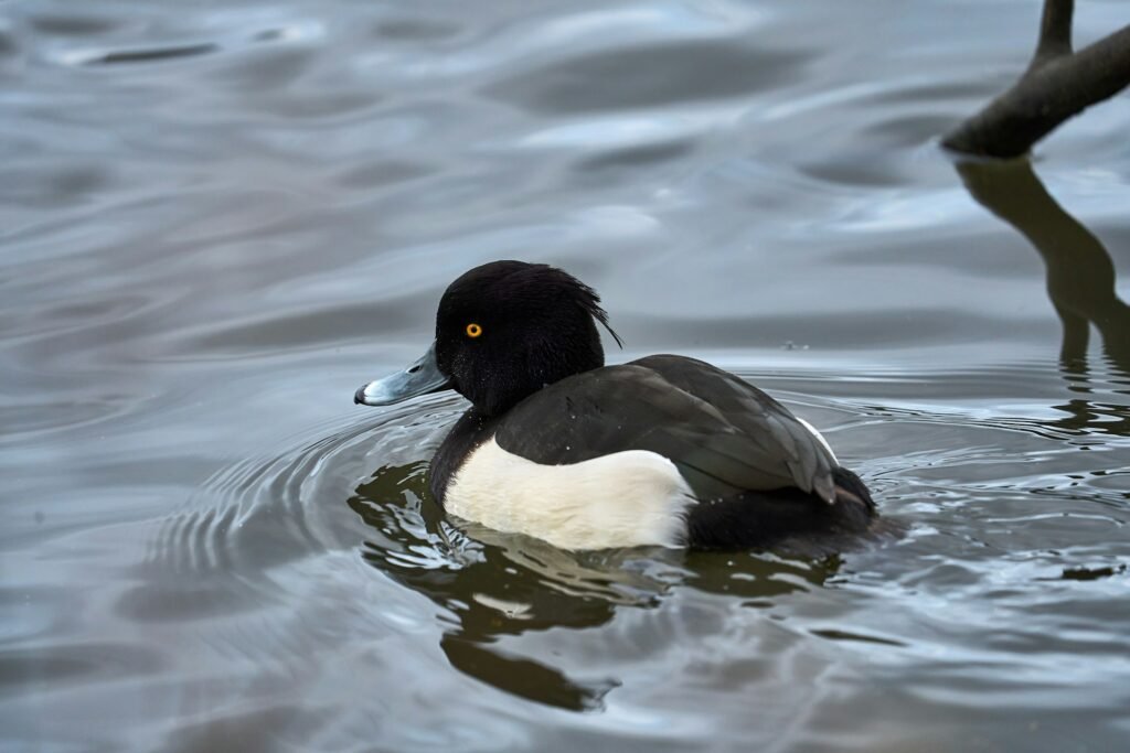 Nardančiųjų ančių elgesys ir gyvenimo būdas