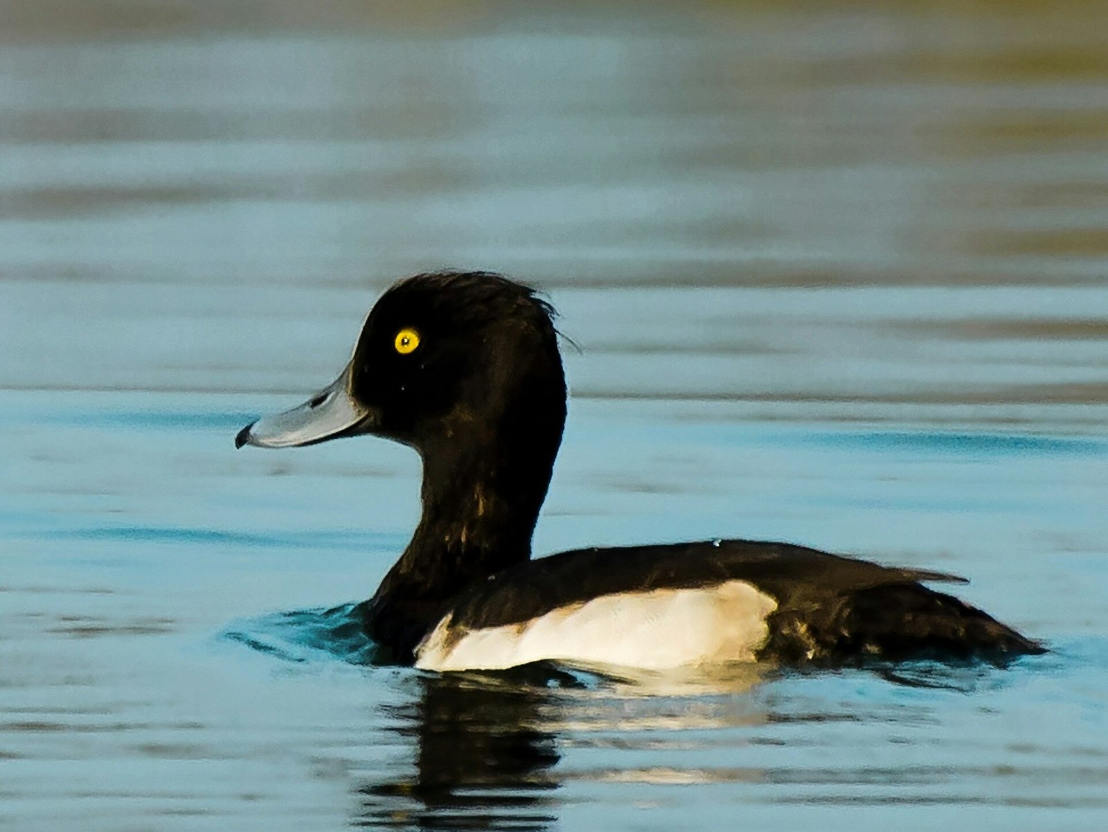 Kas kelia pavojų nardančiosioms antims
