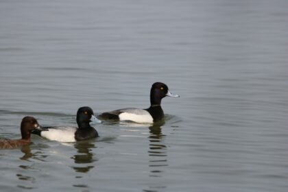 Nardančiosios antys: prisitaikymas ir rūšys